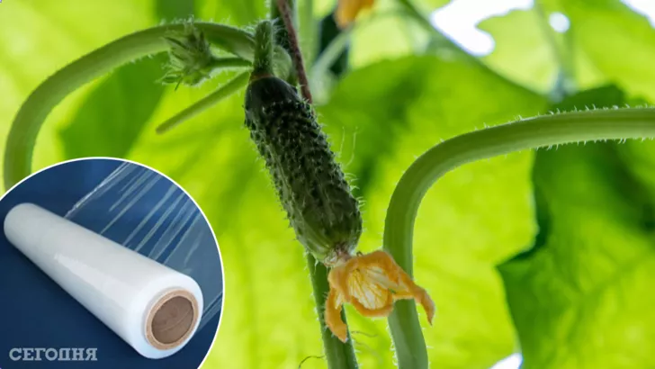 Як вирощувати огірки під плівкою