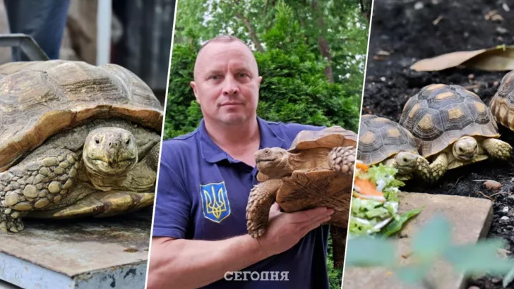 Директор Киевского зоопарка Кирилл Трантин рассказал нам о необычной семье черепах-гигантов / коллаж "Сегодня"