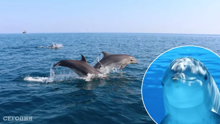 Дальфины погибают из-за войны