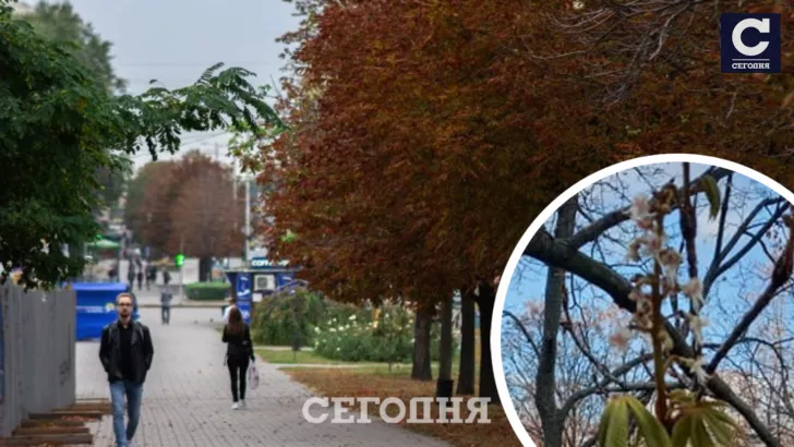 Цветущие деревья радуют киевлян и осенью