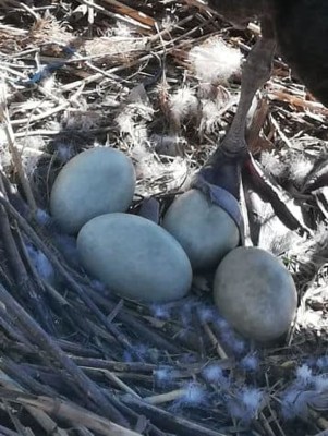 У черных лебедей в Мариуполе из гнезда украли яйца | Фото: Facebook