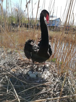 У черных лебедей в Мариуполе из гнезда украли яйца | Фото: Facebook