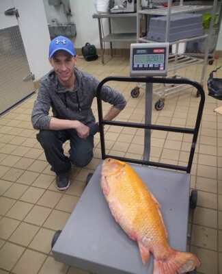 Рыбу-мутанта выловили в США | Фото: twitter.com/pennewsagency