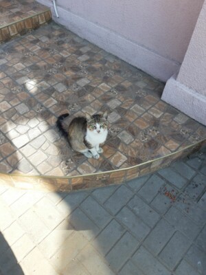 Отдых одесских котов | Фото: Владимир Грисюк, Сегодня