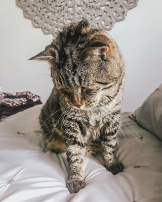 Кот по кличке БиДжей вести 12 кг | Фото: instagram.com/chonkymrb