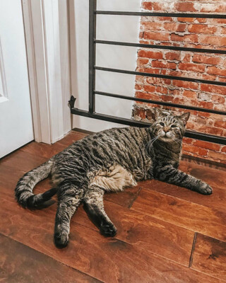 Кіт на прізвисько БіДжей важить 12 кг