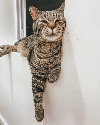 Кот по кличке БиДжей вести 12 кг | Фото: instagram.com/chonkymrb