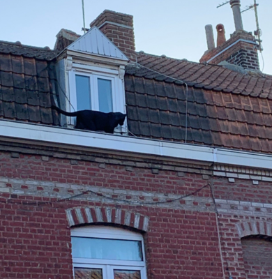 Во Франции на крыше жилого дома гуляла пантера | Фото: lavoixdunord