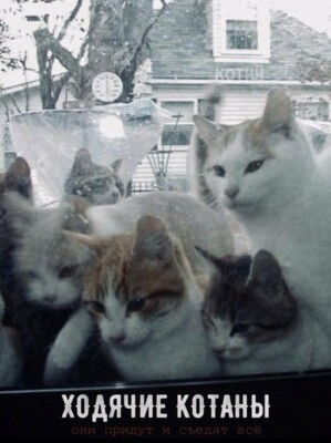 Если бы коты снимались в кино | Фото: bighappycat