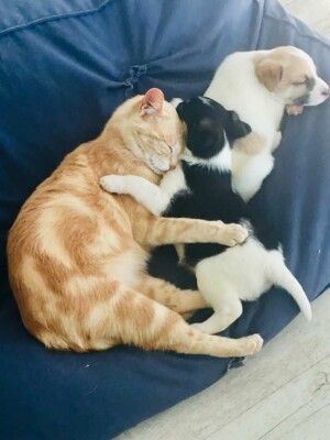 Кошка "усыновила" четырех осиротевших щенят | Фото: facebook.com/lbnanimalcare