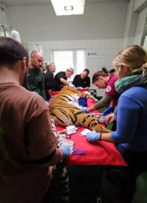 Тигрице Каре установили золотой клык | Фото: cen
