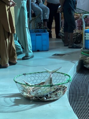 Шарджа: рыбный рынок | Фото: Сегодня