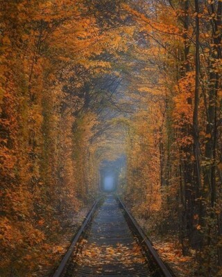 Тоннель любви | Фото: Pinterest