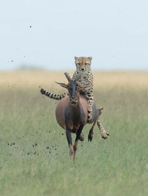 Гепард застрибнув на антилопу і проїхався верхи