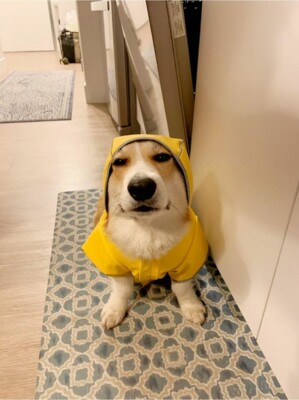 Пес Северус не любить дощову погоду