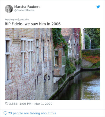 Лабрадор из Брюгге по кличке Фидель | Фото: Twitter