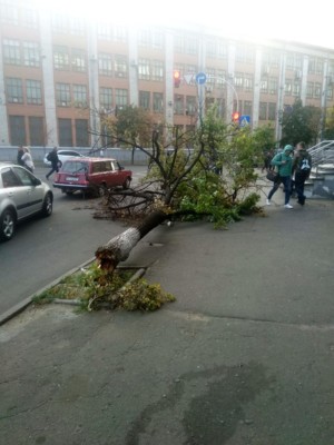 Фото: КО "Київзеленбуд". Результати трьох бур у Києві минулоріч