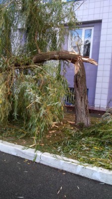 Фото: КО "Київзеленбуд". Результати трьох бур у Києві минулоріч