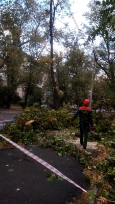 Фото: КО "Киевзеленстрой". Результаты трех бурь в Киеве в прошлом году