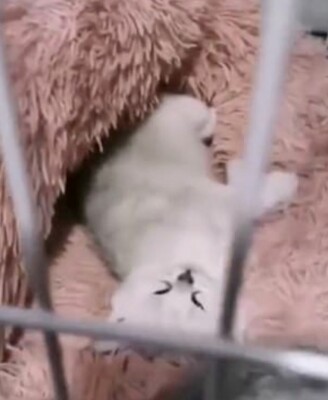 Кішка по кличці Ле-Ле народила кошенят в закритій на 40 днів квартирі