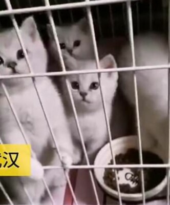 Кошка по кличке Лэ-Лэ родила котят в закрытой на 40 дней квартире | Фото: Pear Video
