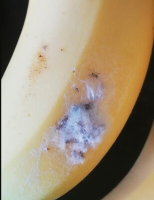 Мелани Прайс нашла в бананах пауков | Фото: instagram.com/thesun
