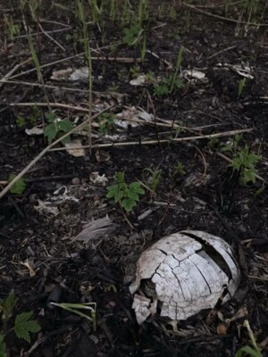 Під Дніпром через спалювання очерету загинули десятки черепах