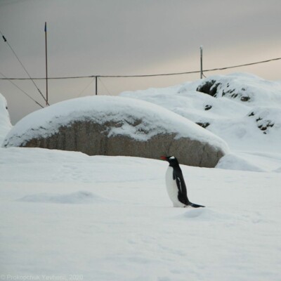На станції "Академік Вернадський" в Антарктиді настала зима