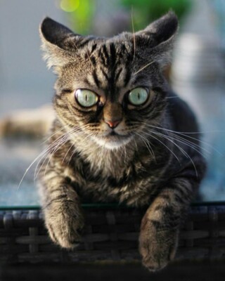 Кошка Киця живет в США | Фото: Instagram / Grumpy_kitzia