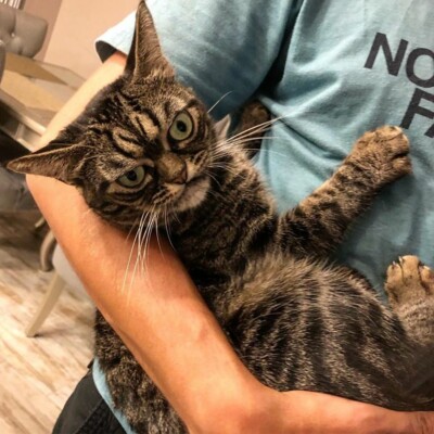 Кошка Киця живет в США | Фото: Instagram / Grumpy_kitzia