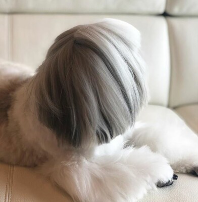 Пятилетний пес по кличке Бонтенмару похож на Леди Гага | Фото: instagram.com/bonten._.maru