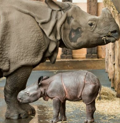 У сафарі-парку "Вест-Мідленд" народилося дитинча індійського носорога