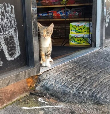 Коти в магазинах стали героями чудового проєкту