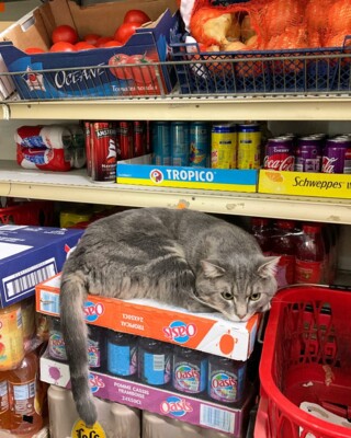 Коти в магазинах стали героями чудового проєкту