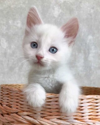 Милі фото кошенят, які шукають дім | Фото: instagram.com/dodomy.ua/