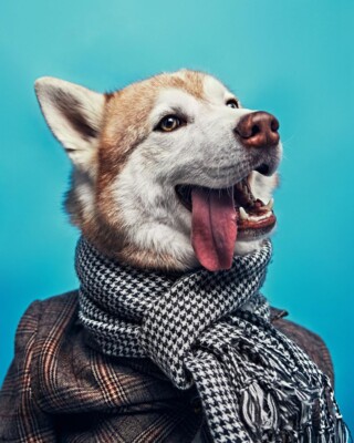 Наймиліші фото стильних собак, які ви коли-небудь бачили | Фото: instagram.com/huskyekb/