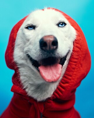 Наймиліші фото стильних собак, які ви коли-небудь бачили | Фото: instagram.com/huskyekb/