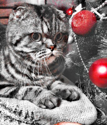 Забавные животные в ожидании новогодних праздников 2022 | Фото: pixabay.com