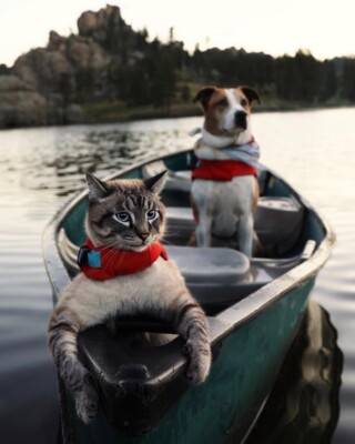 Самые трогательные и смешные фото лучших друзей в мире пса Генри и кота Балу | Фото: instagram.com/henrythecoloradodog/