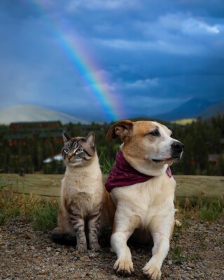 Самые трогательные и смешные фото лучших друзей в мире пса Генри и кота Балу | Фото: instagram.com/henrythecoloradodog/