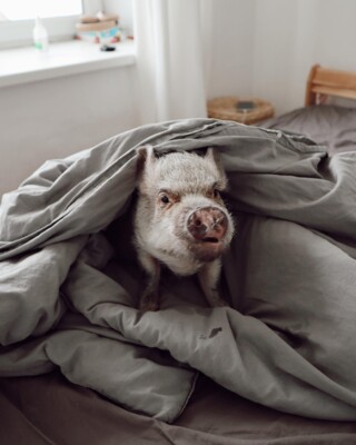 Милі та курйозні фото свинки Джузеппи | Фото: instagram.com/giuseppe_pig/
