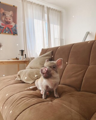 Милі та курйозні фото свинки Джузеппи | Фото: instagram.com/giuseppe_pig/
