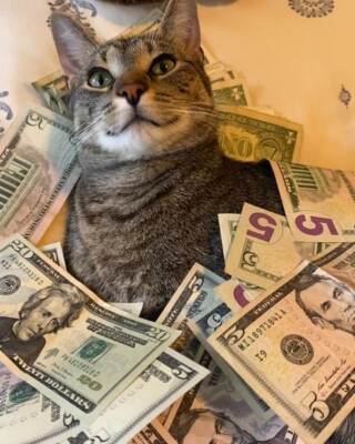 Смішні коти, які люблять гроші та вміють їх рахувати | Фото: instagram.com/cashcats/