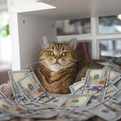Смішні коти, які люблять гроші та вміють їх рахувати | Фото: instagram.com/cashcats/