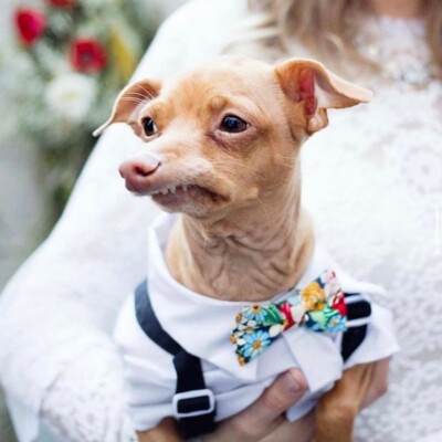 Курйозні фото Туни – найсмішнішого пса в Instagram | Фото: instagram.com/tunameltsmyheart/