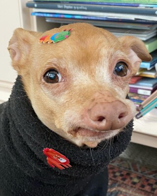 Курйозні фото Туни – найсмішнішого пса в Instagram | Фото: instagram.com/tunameltsmyheart/