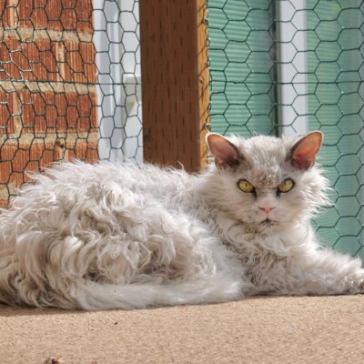 Смішний кіт Помпус з поглядом серійного вбивці | Фото: instagram.com/pompous.albert/