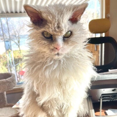 Смішний кіт Помпус з поглядом серійного вбивці | Фото: instagram.com/pompous.albert/