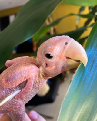 Курйозні фото та відео лисого папуги Блонді | Фото: instagram.com/blondie_thelovebird/