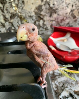 Курйозні фото та відео лисого папуги Блонді | Фото: instagram.com/blondie_thelovebird/
